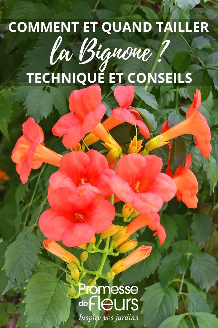 Le Campsis, également connu sous le nom de Bignone, est une plante grimpante vigoureuse et spectaculaire, idéale pour habiller un mur, une pergola ou une tonnelle. Ses grandes fleurs en forme de trompette offrent une floraison abondante et colorée, attirant les papillons et les colibris. Facile d'entretien, le Campsis s'épanouit en plein soleil dans un sol bien drainé. Pensez à le tailler régulièrement pour favoriser sa floraison et maîtriser sa croissance.
