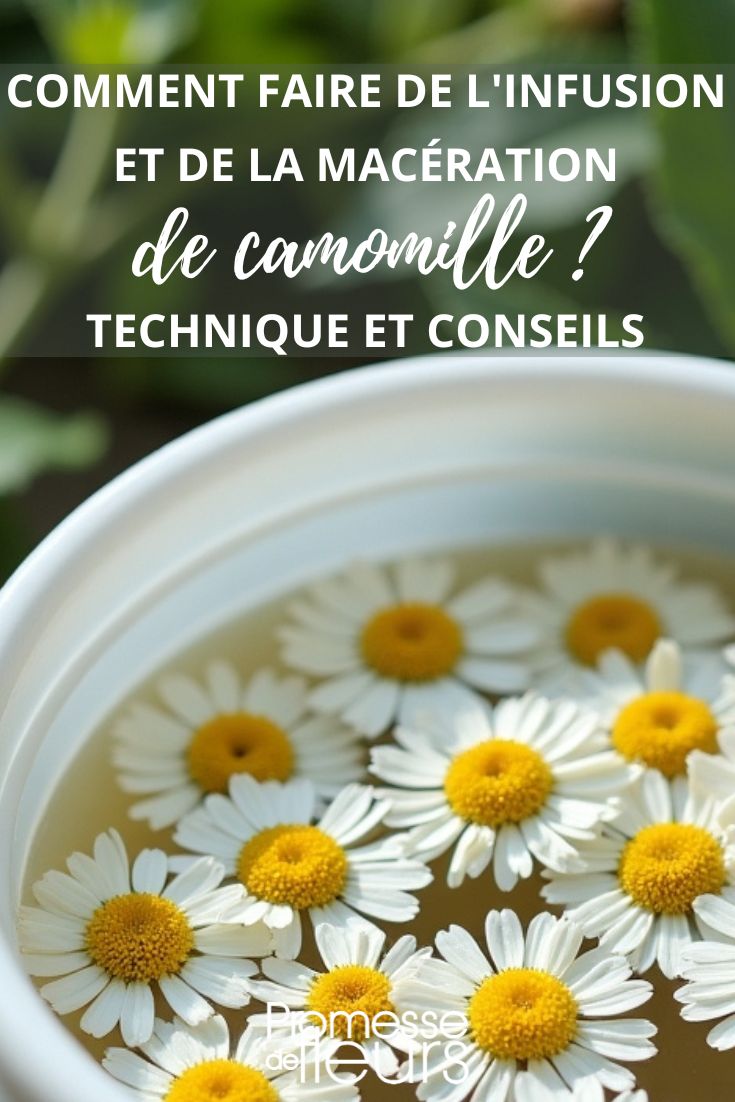 La macération de camomille est un excellent remède naturel pour prendre soin de votre jardin. La camomille est une plante aux multiples vertus, notamment pour lutter contre les parasites et les maladies des plantes. Voici comment préparer une macération de camomille pour votre jardin :

Ingrédients :
- 100 g de fleurs de camomille fraîches ou séchées
- 1 litre d'eau

Instructions :
1. Dans un récipient, versez l'eau bouillante sur les fleurs de camomille.
2. Laissez infuser pendant 24 heures.
3. Filtrez le mélange pour ne conserver que le liquide.
4. Diluez la macération de camomille dans de l'eau (environ 10 % de macération pour 90 % d'eau) et pulvérisez sur vos plantes.

Cette macération de camomille agira comme un répulsif naturel contre les insectes nuisibles et contribuera à renforcer la santé de vos plantes. Utilisez-la de manière préventive ou en cas d'infestation.