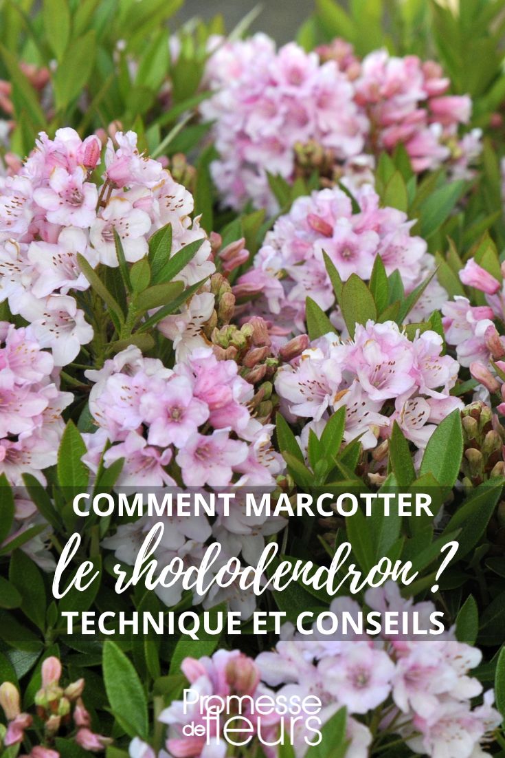 Le rhododendron est un arbuste à fleurs appartenant à la famille des Éricacées. Il est très apprécié pour sa floraison spectaculaire et colorée, qui peut varier du blanc au rose, en passant par le rouge, le violet et le jaune. Les rhododendrons sont des plantes rustiques qui préfèrent les sols acides et bien drainés, ainsi qu'une exposition mi-ombre. Ils sont parfaits pour agrémenter un jardin d'ornement ou pour former des haies fleuries.