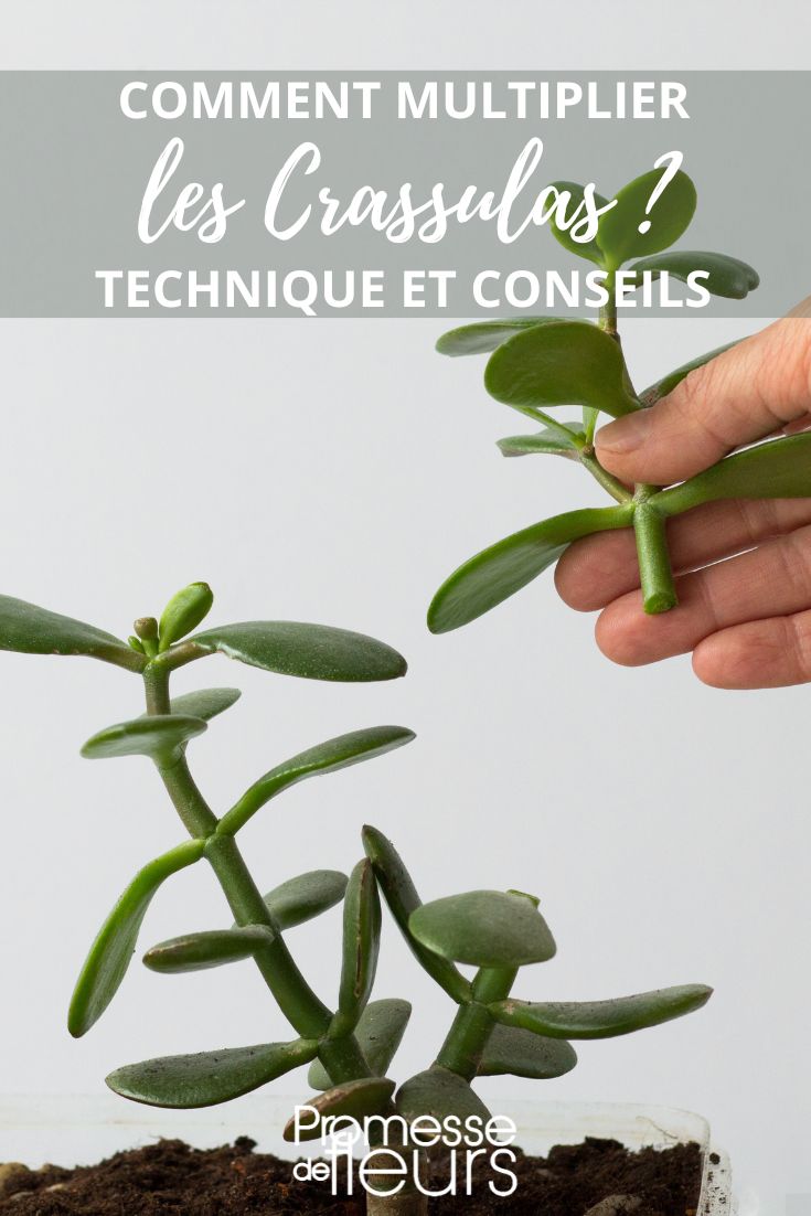 Les crassulas sont des plantes succulentes faciles à bouturer. Voici comment procéder :

1. Prélevez une tige saine et non fleurie de votre crassula.

2. Laissez sécher la bouture pendant quelques jours pour former un cal cicatriciel à la base.

3. Plantez la bouture dans un mélange de terreau spécial cactées et succulentes.

4. Arrosez légèrement et placez la bouture dans un endroit lumineux sans soleil direct.

5. Après quelques semaines, des racines devraient commencer à se former. Vous pourrez alors transplanter la bouture dans un pot individuel.

6. Continuez à arroser avec parcimonie et veillez à ce que la plante reçoive suffisamment de lumière pour bien se développer.

En suivant ces étapes, vous devriez réussir à bouturer vos crassulas avec succès !