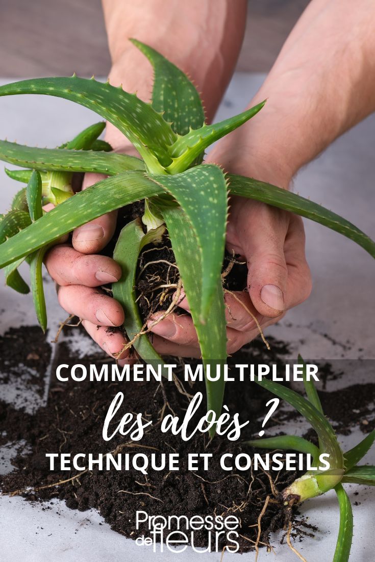 Diviser un aloe