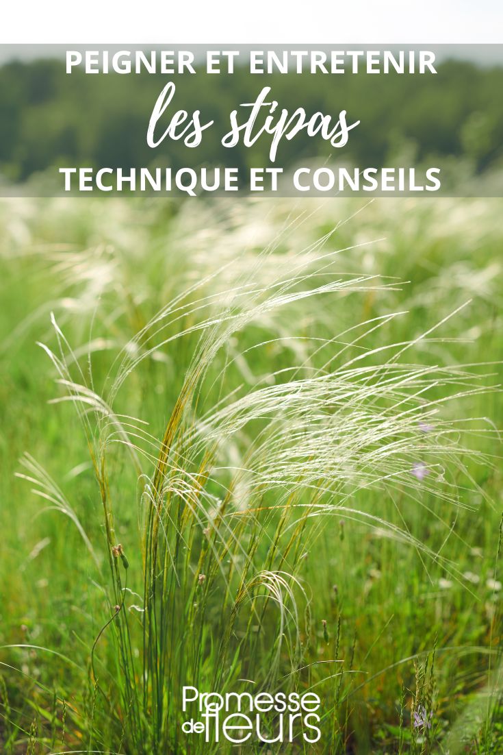 Le Stipa, également connu sous le nom de Cheveux d'Ange, est une plante vivace appartenant à la famille des Poacées. Facile d'entretien, le Stipa apporte une touche légère et aérienne au jardin grâce à ses fines tiges et ses épis plumeux. Voici quelques conseils pour bien entretenir le Stipa :

1. **Taille** : Au début du printemps, taillez les tiges sèches de l'année précédente à quelques centimètres du sol. Cela permet de favoriser la repousse et de garder un port harmonieux à la plante.

2. **Arrosage** : Le Stipa est une plante peu exigeante en eau. Arrosez régulièrement après la plantation pour favoriser l'enracinement, puis laissez la plante se débrouiller seule par la suite. Évitez les excès d'eau qui pourraient entraîner le pourrissement des racines.

3. **Exposition** : Le Stipa préfère les expositions ensoleillées ou mi-ombragées. Veillez à lui offrir un emplacement bien drainé pour éviter l'humidité stagnante.

4. **Fertilisation** : Un apport de compost au printemps peut être bénéfique pour stimuler la croissance de la plante. Évitez les excès d'engrais qui pourraient nuire à son développement.

5. **Division** : Tous les 3 à 4 ans, vous pouvez diviser les touffes de Stipa pour rajeunir la plante et favoriser sa floraison. Cette opération se réalise de préférence à l'automne.

En suivant ces quelques conseils d'entretien, vous pourrez profiter pleinement de la beauté et de la légèreté du Stipa dans votre jardin.