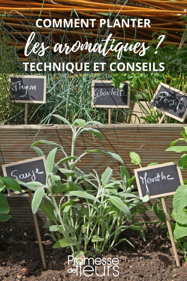 La plantation d'aromatiques au jardin est une étape importante pour profiter de ces plantes aux multiples vertus. Que ce soit pour agrémenter vos plats en cuisine, pour leurs propriétés médicinales ou tout simplement pour leur parfum envoûtant, les aromatiques sont des alliées précieuses au jardin. Voici quelques conseils pour réussir la plantation de vos aromatiques :

1. **Choix de l'emplacement** : Les aromatiques ont besoin de beaucoup de soleil, choisissez donc un endroit bien ensoleillé dans votre jardin.

2. **Préparation du sol** : Avant la plantation, pensez à bien préparer le sol en le travaillant et en ajoutant du compost pour enrichir la terre.

3. **Plantation des aromatiques** : Creusez des petits trous pour chaque plante aromatique en respectant les distances de plantation recommandées.

4. **Arrosage** : Après la plantation, arrosez généreusement pour favoriser l'enracinement des plantes.

5. **Entretien** : Pensez à pailler autour des plantes pour limiter la pousse des mauvaises herbes et à fertiliser régulièrement pour favoriser la croissance.

En suivant ces conseils, vous pourrez profiter pleinement de vos aromatiques au jardin et les voir s'épanouir au fil des saisons.