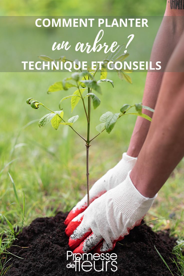 Pour planter un arbre lorsque l'on est débutant, il est important de suivre quelques conseils essentiels :

1. Choisir l'emplacement : Sélectionnez un endroit en fonction des besoins spécifiques de l'arbre en termes d'exposition au soleil, de type de sol et d'espace de croissance.

2. Préparer le sol : Assurez-vous que le sol est bien drainé et fertile. Vous pouvez améliorer la qualité du sol en y ajoutant du compost ou du terreau.

3. Creuser le trou : Faites un trou deux fois plus large que la motte de l'arbre et de la même profondeur. Veillez à ne pas enterrer le collet de l'arbre.

4. Planter l'arbre : Retirez l'arbre de son conteneur en prenant soin de ne pas endommager les racines. Placez l'arbre dans le trou et comblez avec de la terre en tassant légèrement.

5. Arroser régulièrement : Après la plantation, arrosez abondamment pour favoriser l'enracinement. Par la suite, maintenez un arrosage régulier, surtout pendant les périodes sèches.

6. Pailler : Ajoutez une couche de paillis autour de l'arbre pour conserver l'humidité du sol, réduire les mauvaises herbes et protéger les racines du froid.

7. Surveiller la croissance : Observez régulièrement l'arbre pour détecter d'éventuels signes de maladie ou de stress. Agissez rapidement en cas de problème.

En suivant ces conseils de base, vous mettrez toutes les chances de votre côté pour réussir la plantation de votre arbre, même en étant débutant en la matière.