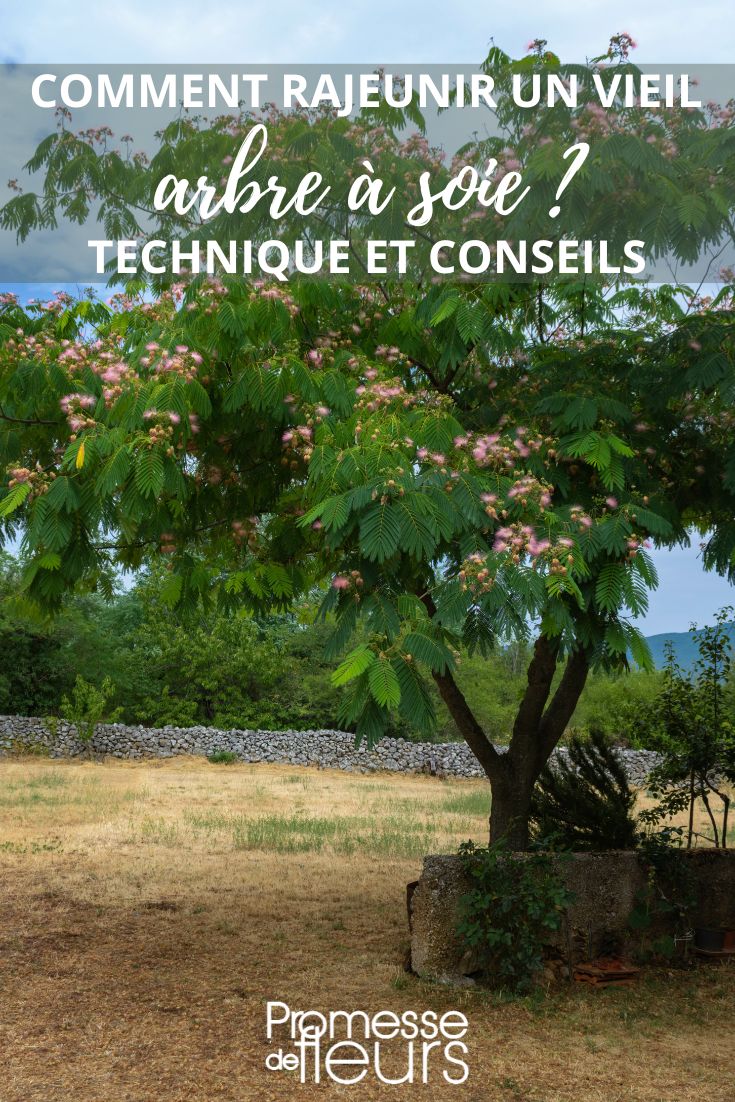 How to rejuvenate an old bristle tree?