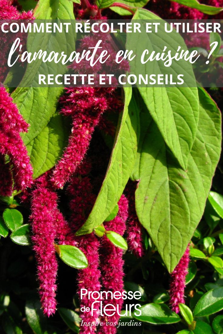 L'amarante est une plante annuelle ou vivace, appartenant à la famille des Amaranthacées. Elle est appréciée pour ses feuilles colorées et ses épis de fleurs originaux. Facile à cultiver, elle peut être utilisée en massif, en pot ou en suspension. Certaines variétés d'amarante sont également comestibles et peuvent être ajoutées aux salades pour apporter une touche de couleur.