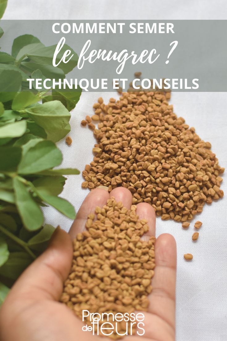 Fenugreek sowing