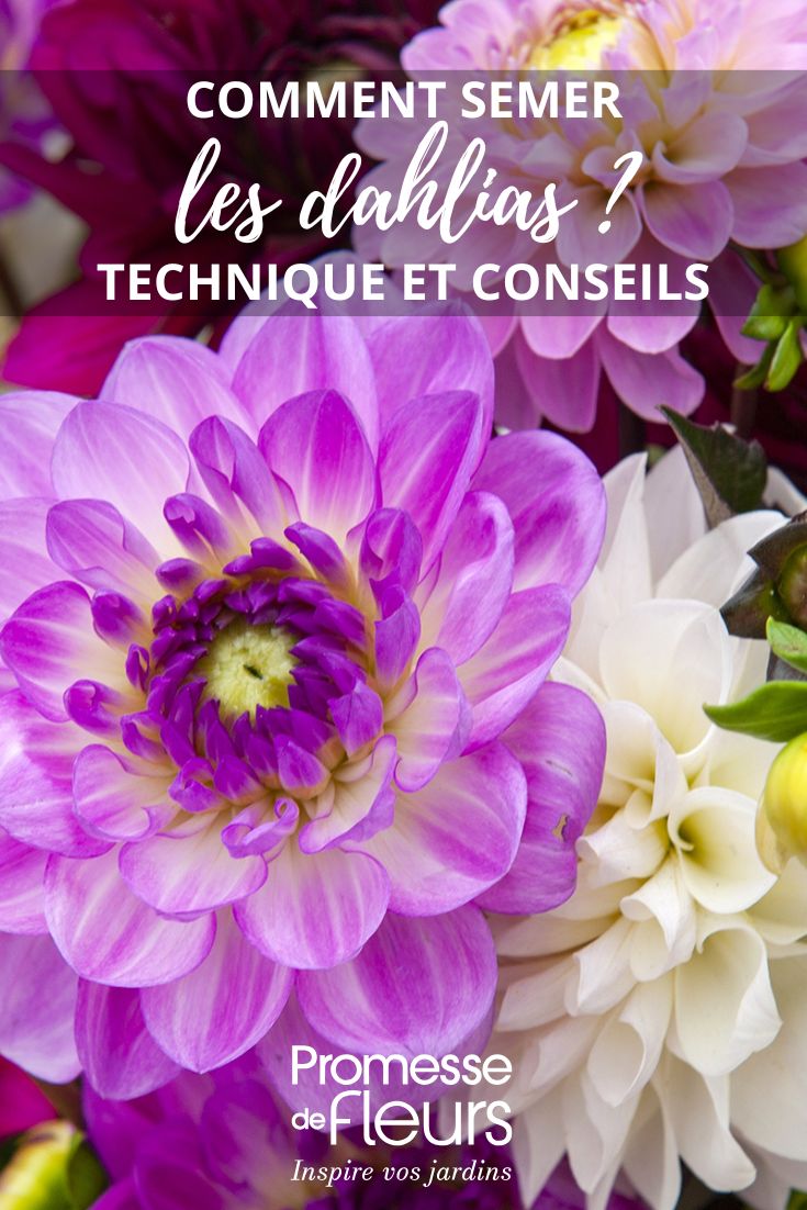 Sowing Dahlias  

For successful dahlia cultivation from seed, follow these essential steps:  

1. Timing  
Begin indoor sowing from February to April using seed compost.  

2. Preparation  
Fill trays with moist, free-draining compost and lightly press seeds into the surface.  

3. Environment  
Maintain 18-20°C and provide bright indirect light until germination (typically 7-14 days).  

4. Aftercare  
Transplant seedlings when true leaves develop, hardening off gradually before outdoor planting after frost risk passes.  

Key tips:  
- Use fresh seeds for optimal germination  
- Avoid overwatering to prevent damping off  
- Stake taller varieties during growth  

[Image: Dahlia seedlings in propagation tray]  

This method allows gardeners to develop unique colour variations not always available as tubers. For tuber-growing guidance, see [LINK].