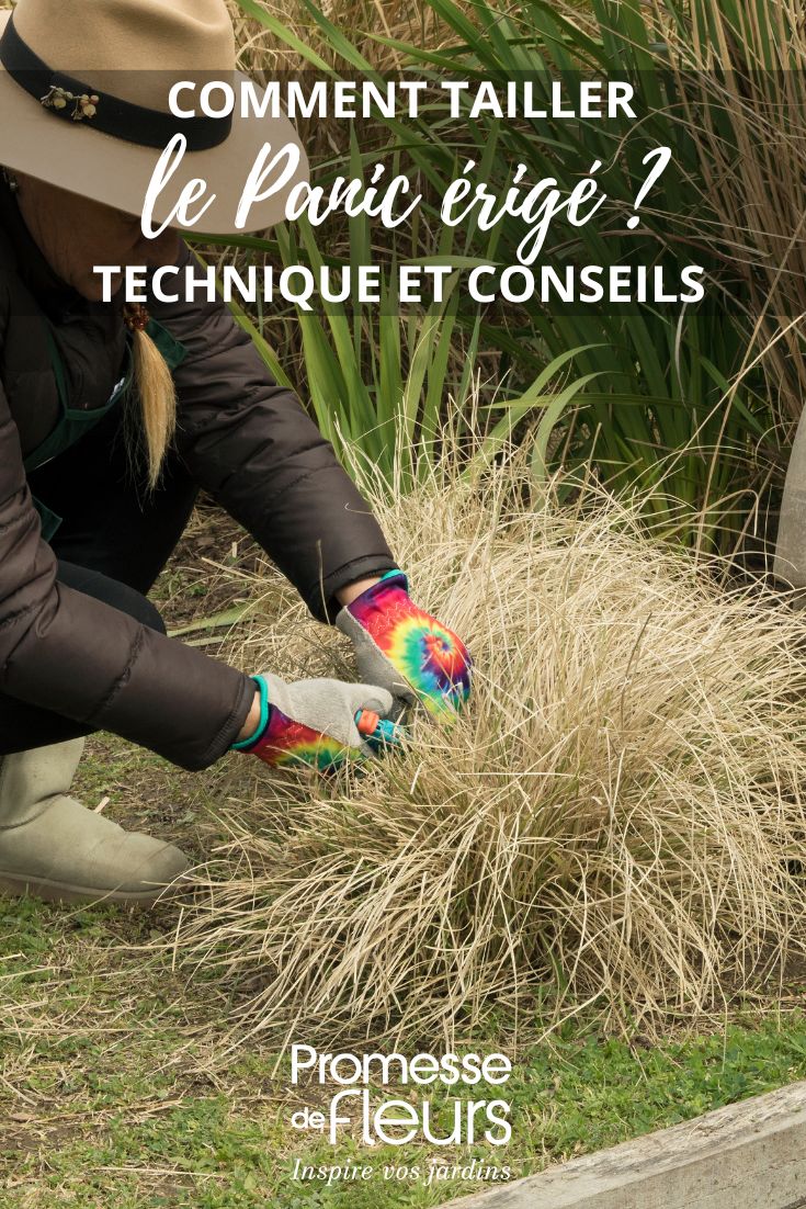 La taille du Panic érigé, également connu sous le nom de Panicum, doit être effectuée au printemps, avant le début de la nouvelle croissance. Pour cela, il est recommandé de couper les tiges sèches et mortes à quelques centimètres du sol à l'aide d'un sécateur bien aiguisé. Cette opération permet de favoriser la repousse et la floraison de la plante. N'oubliez pas de retirer les parties abîmées ou malades pour maintenir la santé de votre Panicum.