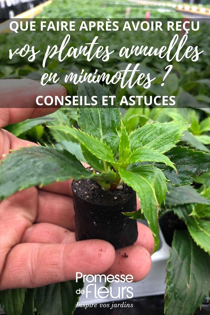 vegetable plants, annuals and perennials in mini plugs