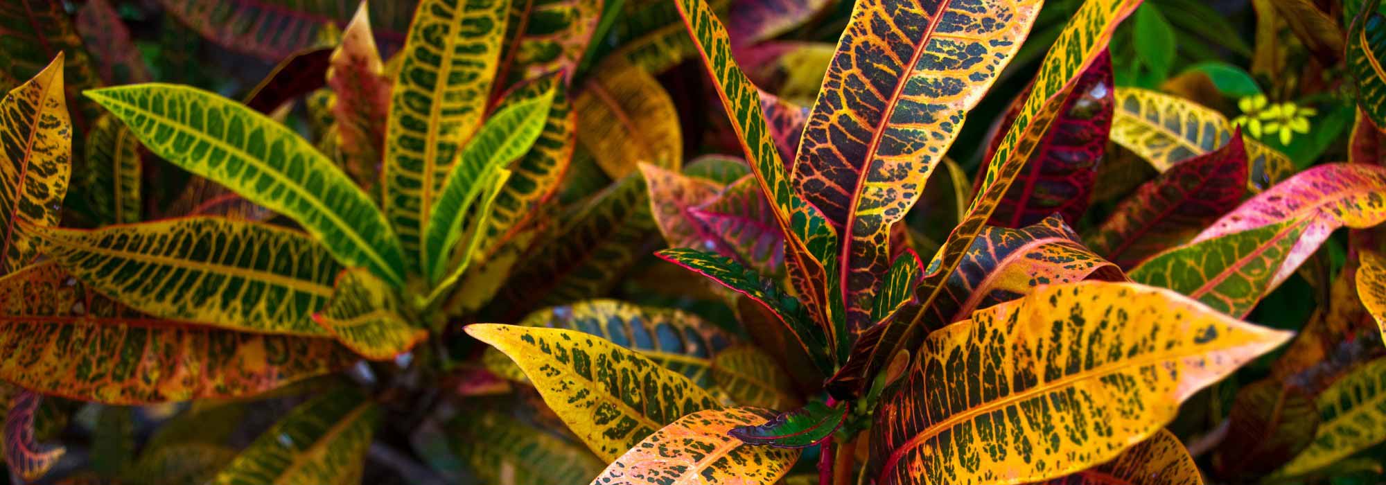 The Croton: Planting, Growing and Care