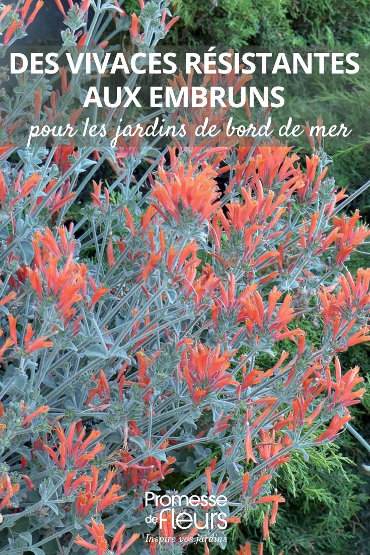 Hardy Perennials for Coastal Gardens
When creating a seaside garden, it's essential to choose plants that can withstand the challenging conditions of coastal environments. Salt spray, strong winds, and sandy soils can be tough on many plants, but there are several hardy perennials that thrive in these conditions.
Here are some excellent choices for coastal gardens:
Sea Thrift (Armeria maritima)
This compact perennial forms neat mounds of grass-like foliage and produces charming pink or white flowers on slender stems. It's exceptionally tolerant of salt spray and poor soils.
Sea Holly (Eryngium)
With its striking blue flowers and spiky foliage, sea holly adds architectural interest to coastal gardens. It's drought-tolerant and thrives in sandy soils.
Lavender (Lavandula)
Known for its fragrant purple flowers and silvery foliage, lavender is well-suited to coastal gardens. It prefers well-drained soil and full sun.
Beach Wormwood (Artemisia stelleriana)
This low-growing perennial has silvery, felt-like leaves that create a beautiful contrast in the garden. It's highly tolerant of salt and wind.
When planning your coastal garden, consider these tips:
- Choose plants with silver or grey foliage, as they often have natural salt tolerance
- Incorporate windbreaks to protect more delicate plants
- Improve sandy soils with organic matter to help retain moisture
- Group plants with similar water needs together
By selecting the right plants and providing proper care, you can create a stunning seaside garden that thrives despite the challenging coastal conditions. These hardy perennials will bring colour and texture to your garden while withstanding the salty air and strong winds. Dicliptera suberecta