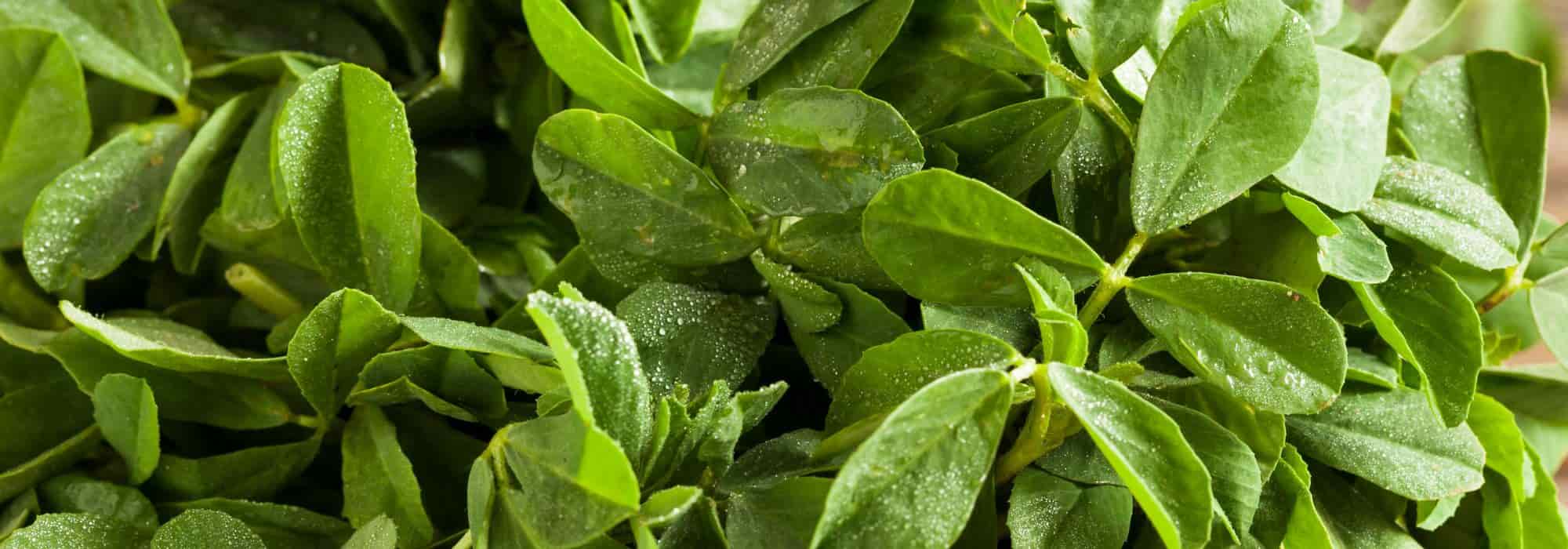 How to grow fenugreek?