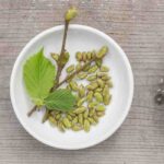 Gemmotherapy: The Vital Energy of Buds