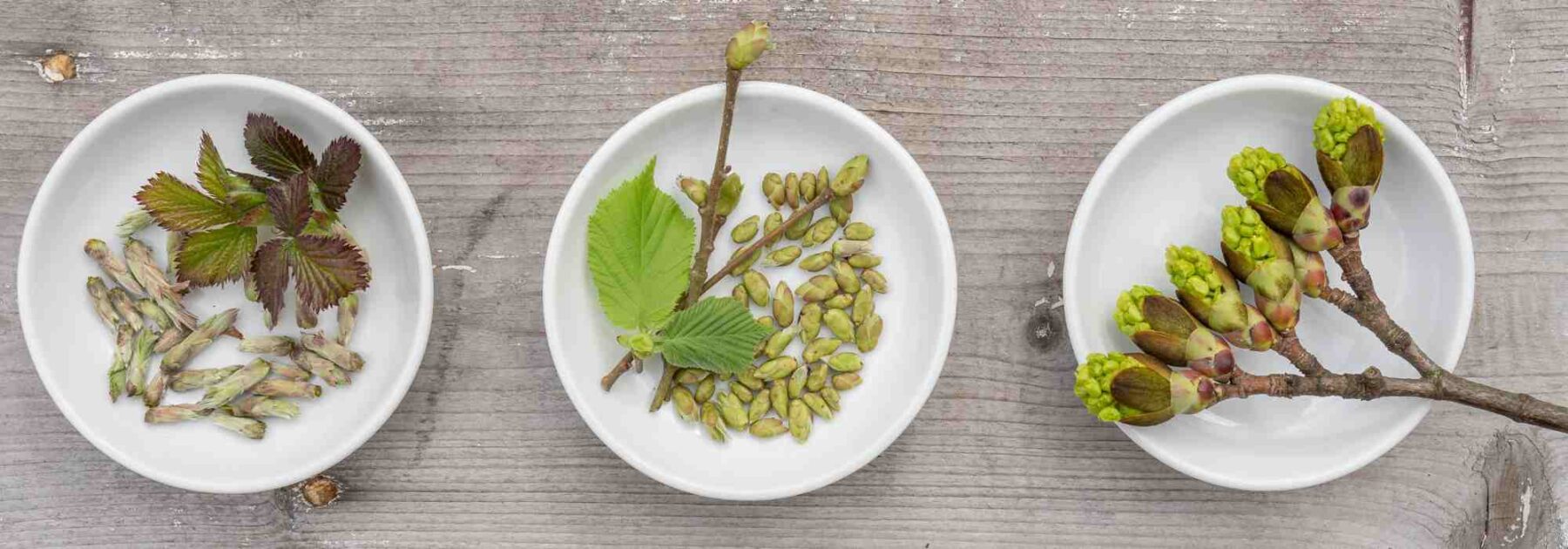 Gemmotherapy: The Vital Energy of Buds