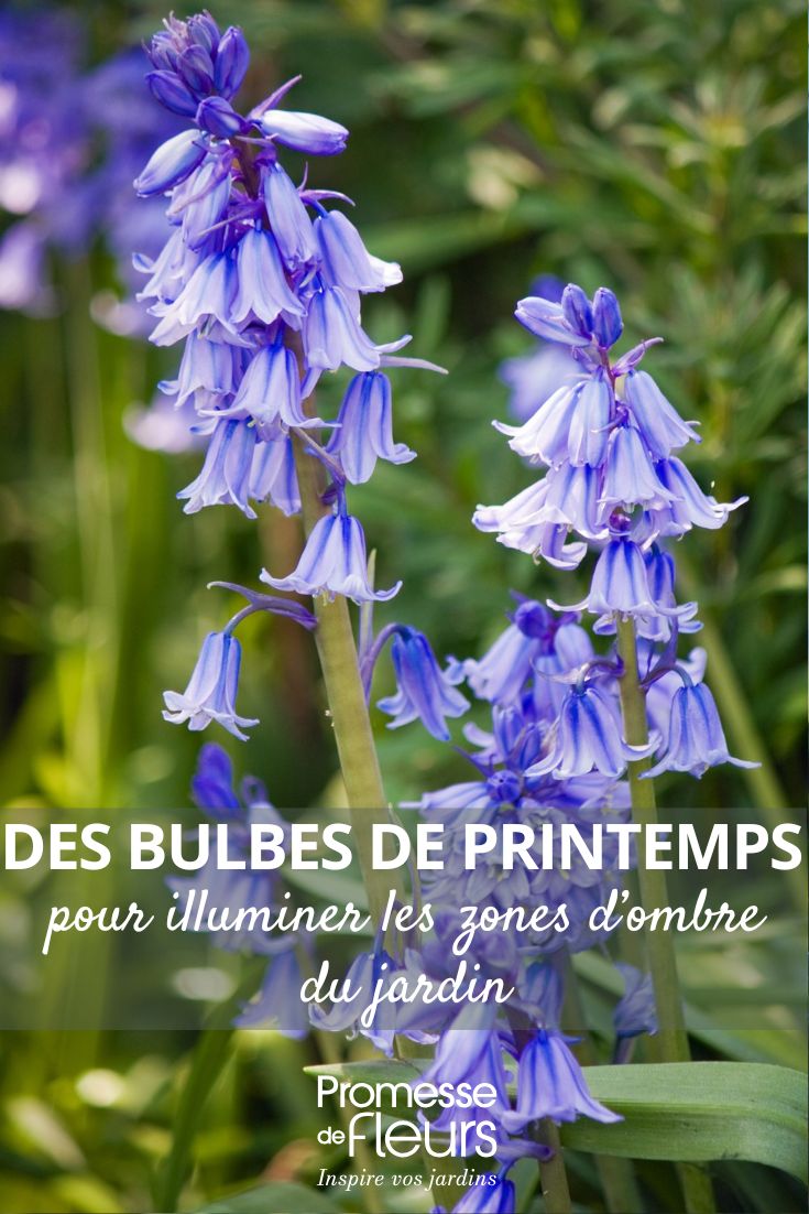 Illuminate shady areas with spring bulbs! La jacinthe des bois (Hyacinthoides non-scripta) est une plante bulbeuse vivace appartenant à la famille des Asparagaceae. Elle est également connue sous le nom de jacinthe sauvage ou jacinthe à grappes. Cette plante est originaire d'Europe occidentale et est très appréciée pour ses grappes de fleurs bleues ou blanches qui fleurissent au printemps. La jacinthe des bois est une plante rustique qui se plaît dans les sous-bois ombragés et les sols frais et riches en humus. Elle est idéale pour naturaliser et embellir les espaces boisés.