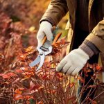 Beginner Gardening: When and How to Prune Your Perennials in 4 Easy Steps  

(Note: The translation follows British English conventions, uses the glossary terms "pruning" for "taille" and "perennial" for "vivace", and maintains a clear, instructional tone suitable for amateur gardeners.)