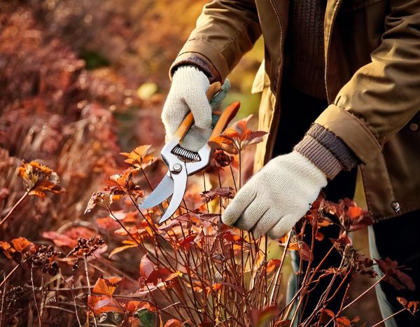 Beginner Gardening: When and How to Prune Your Perennials in 4 Easy Steps  

(Note: The translation follows British English conventions, uses the glossary terms "pruning" for "taille" and "perennial" for "vivace", and maintains a clear, instructional tone suitable for amateur gardeners.)