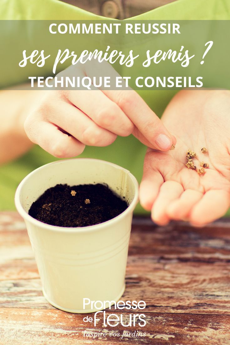 Les semis sont une étape cruciale dans la culture des plantes. Pour réussir ses semis, il est important de suivre quelques conseils simples mais essentiels :

1. Choisir le bon moment : chaque plante a ses propres besoins en termes de période de semis. Référez-vous aux indications présentes sur les sachets de graines pour connaître le moment idéal pour semer.

2. Préparer le substrat : utilisez un terreau de qualité adapté aux semis, léger et bien drainant. Vous pouvez également mélanger du sable pour améliorer le drainage.

3. Semer avec précision : respectez les distances de semis recommandées pour éviter que les plantules ne se gênent mutuellement. Recouvrez les graines d'une fine couche de terreau.

4. Arroser avec parcimonie : maintenez le substrat humide mais pas détrempé. Un excès d'eau peut entraîner le pourrissement des graines.

5. Assurer une bonne luminosité : placez vos semis dans un endroit lumineux, mais à l'abri du soleil direct. Une fenêtre bien exposée peut convenir, sinon utilisez des lampes horticoles.

6. Surveiller la température : veillez à ce que la température ambiante soit adaptée aux besoins de vos plantes. Certaines espèces nécessitent une chaleur constante pour germer.

En suivant ces conseils de base, vous augmenterez vos chances de réussir vos semis et d'obtenir de belles plantes en pleine santé.