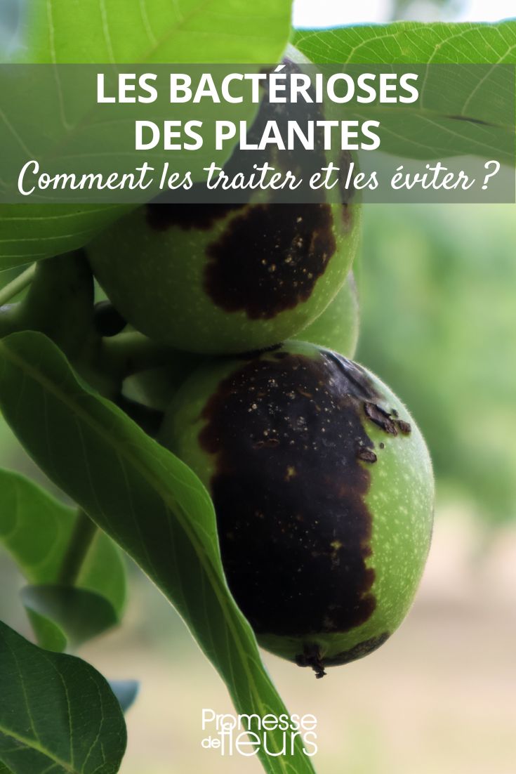 Bacteriosis in Young Plants: How to Treat and Prevent Them bacteriosis