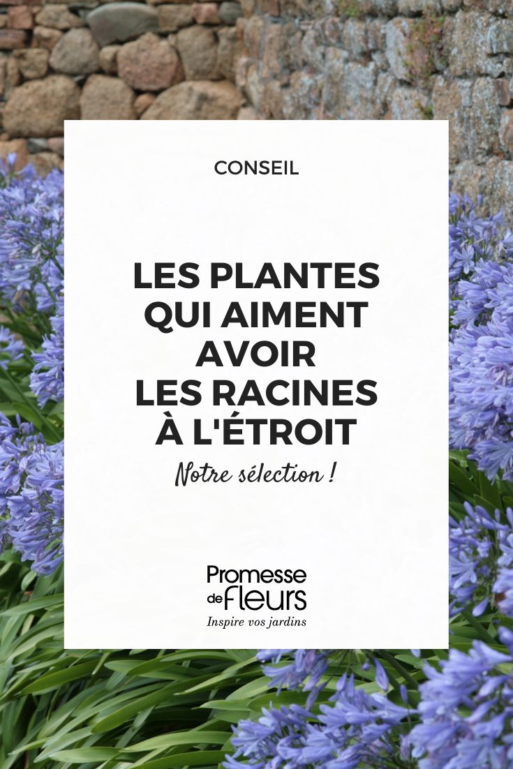 L'agapanthe est une plante vivace à bulbe originaire d'Afrique du Sud. Elle est appréciée pour ses magnifiques fleurs en forme d'ombelles, qui peuvent être de couleur bleue, blanche ou violette. Facile à cultiver, l'agapanthe est parfaite pour apporter une touche exotique au jardin ou en pot sur une terrasse. Elle aime les sols riches et bien drainés, ainsi qu'une exposition ensoleillée. Pensez à la protéger du gel en hiver si vous vivez dans une région aux hivers rigoureux.