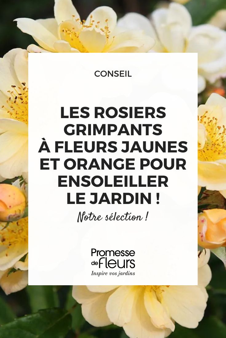 Rosier grimpant Siluetta Sunny