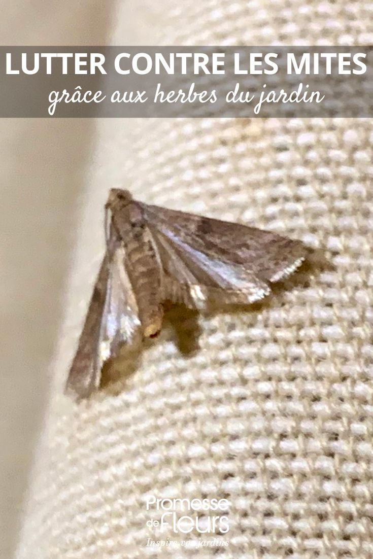 Combatting Moths with Garden Herbs Les mites sur tissu peuvent être un véritable cauchemar pour de nombreux jardiniers et amateurs de plantes. Ces petits insectes, souvent invisibles à l'œil nu, se nourrissent de fibres naturelles présentes dans les tissus et peuvent causer des dégâts importants si rien n'est fait pour les éliminer. Heureusement, il existe plusieurs méthodes naturelles pour lutter contre les mites sur tissu et protéger vos vêtements, draps et autres textiles de ces ravageurs indésirables.