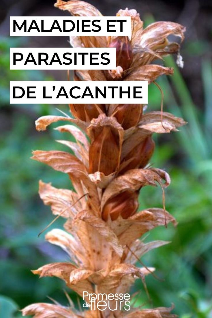 Diseases and Parasites of Acanthus caring for bear's breeches