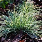 How to propagate Carex?