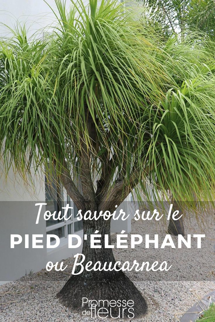 Plant Sheets All you need to know about Beaucarnea Le Beaucarnea recurvata, communément appelé pied d'éléphant, est une plante d'intérieur très appréciée pour son allure exotique. Originaire du Mexique, cette plante succulente se distingue par son tronc renflé à la base et ses longues feuilles étroites retombantes, rappelant la forme d'une crinière d'éléphant. Facile d'entretien, le pied d'éléphant nécessite une exposition lumineuse sans soleil direct et un arrosage modéré. Il peut atteindre une hauteur de 1,50 m à 2 m dans de bonnes conditions de culture. Son aspect décoratif en fait un élément incontournable pour apporter une touche d'exotisme à votre intérieur.