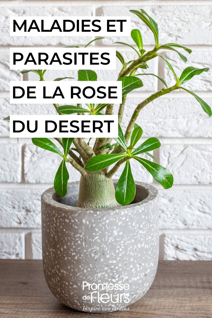 Desert Rose Diseases and Parasites L'Adenium, également connu sous le nom de "rose du désert", est une plante succulente originaire d'Afrique et d'Arabie. Pour bien prendre soin de votre Adenium, voici quelques conseils :
1. **Lumière** : Placez votre Adenium dans un endroit lumineux, de préférence en plein soleil. Elle a besoin de beaucoup de lumière pour bien se développer.
2. **Arrosage** : Arrosez modérément votre Adenium, en laissant sécher le substrat entre deux arrosages. Évitez l'excès d'eau qui peut entraîner la pourriture des racines.
3. **Substrat** : Utilisez un substrat bien drainant, comme un mélange de terreau spécial cactées et de sable. Cela permettra d'éviter l'accumulation d'eau au niveau des racines.
4. **Température** : L'Adenium apprécie les températures chaudes, entre 20 et 30°C. Évitez les températures inférieures à 10°C.
5. **Taille** : Vous pouvez tailler votre Adenium pour favoriser une croissance compacte et ramifiée. Taillez les branches mortes ou malades pour favoriser la santé de la plante.
6. **Fertilisation** : Fertilisez votre Adenium avec un engrais spécial plantes succulentes, une fois par mois pendant la période de croissance (printemps-été).
En suivant ces conseils, vous pourrez profiter d'un Adenium en pleine santé et profiter de ses magnifiques fleurs tout au long de l'année.