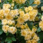 Banks' Roses: Discover These Exuberant Liana Roses!