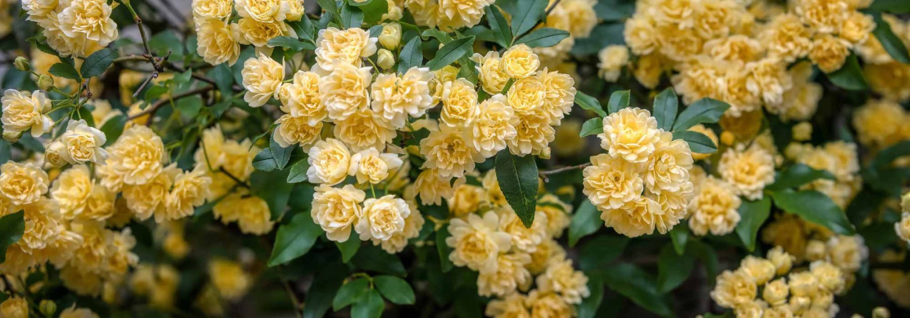 Banks' Roses: Discover These Exuberant Liana Roses!