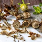 How to sow dahlias?