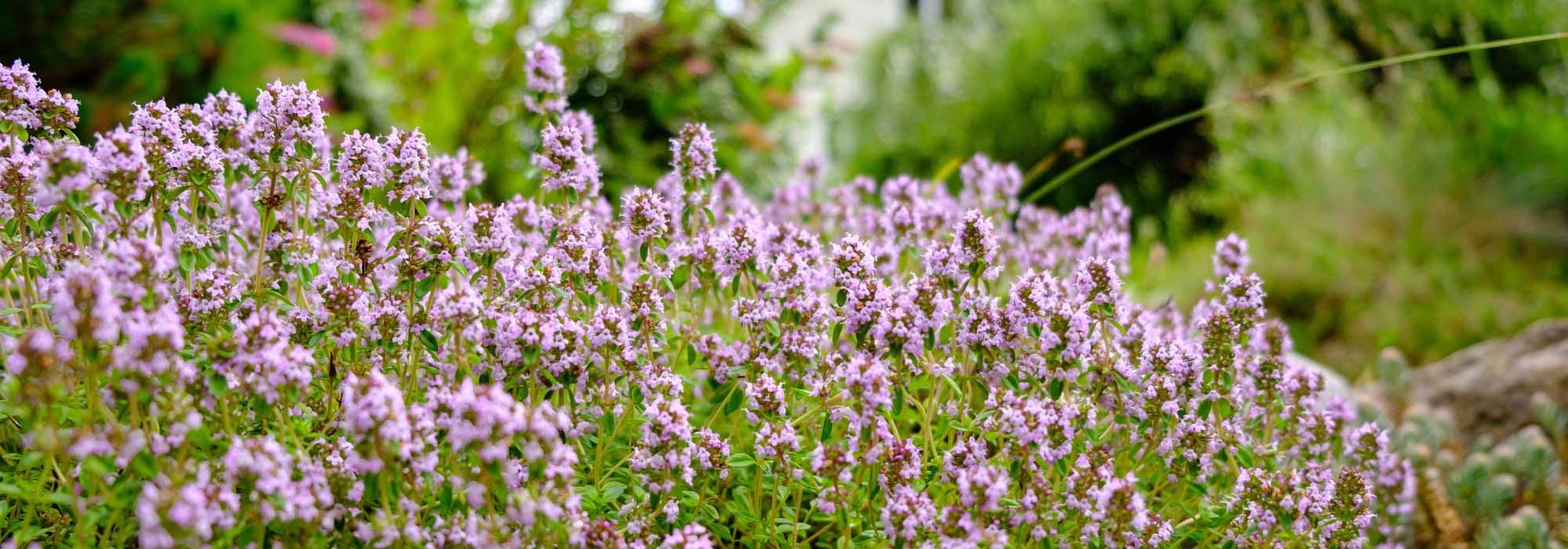 How to treat a sore throat with thyme?