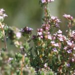 How to naturally treat a cold with thyme?