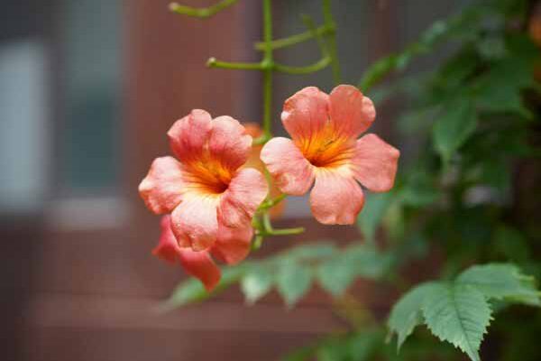 How and When to Prune the Trumpet Vine?