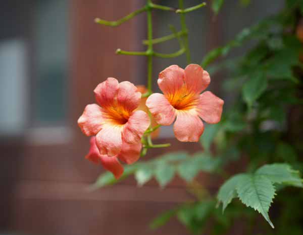 How and When to Prune the Trumpet Vine?