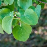 Cercidiphyllum, Caramel Tree: How to Prune It?