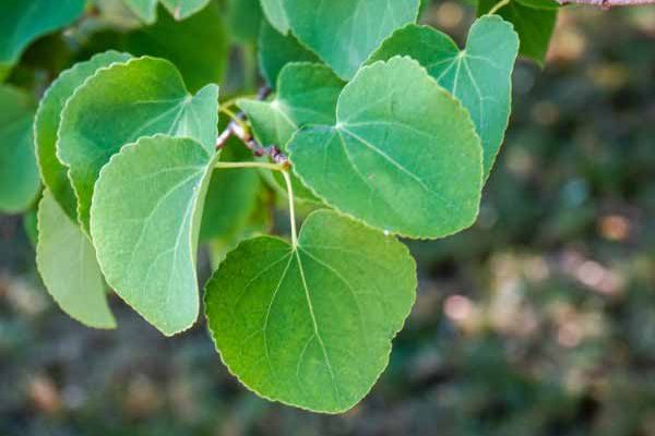 Cercidiphyllum, Caramel Tree: How to Prune It?