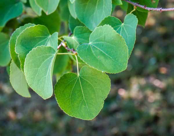 Cercidiphyllum, caramel tree: how to prune it?