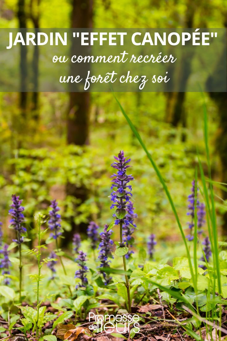 Garden Trend Canopy Effect, or How to Recreate a Forest at Home Le jardin-forêt, également appelé jardin nourricier ou forêt comestible, est un concept de jardinage qui s'inspire des écosystèmes naturels tels que la forêt. Il s'agit de créer un espace de culture où les plantes fruitières, légumières, aromatiques et médicinales cohabitent de manière harmonieuse, imitant ainsi la diversité et l'interdépendance des espèces végétales que l'on retrouve en forêt. Ce type de jardin favorise la biodiversité, réduit les besoins en entretien et en arrosage, et offre une grande variété de récoltes tout en préservant l'équilibre écologique.