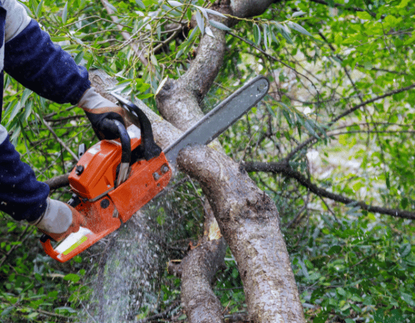 Beginner gardening: safely cutting down a tree in 5 simple steps