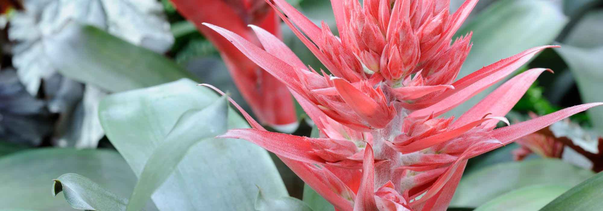 Aechmea: seasonal care