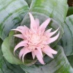 Aechmea: recognise and easily treat its diseases and parasitic pests