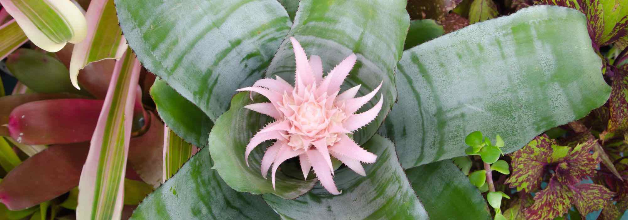 Aechmea: recognise and easily treat its diseases and parasitic pests
