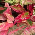 Aglaonema: care through the seasons
