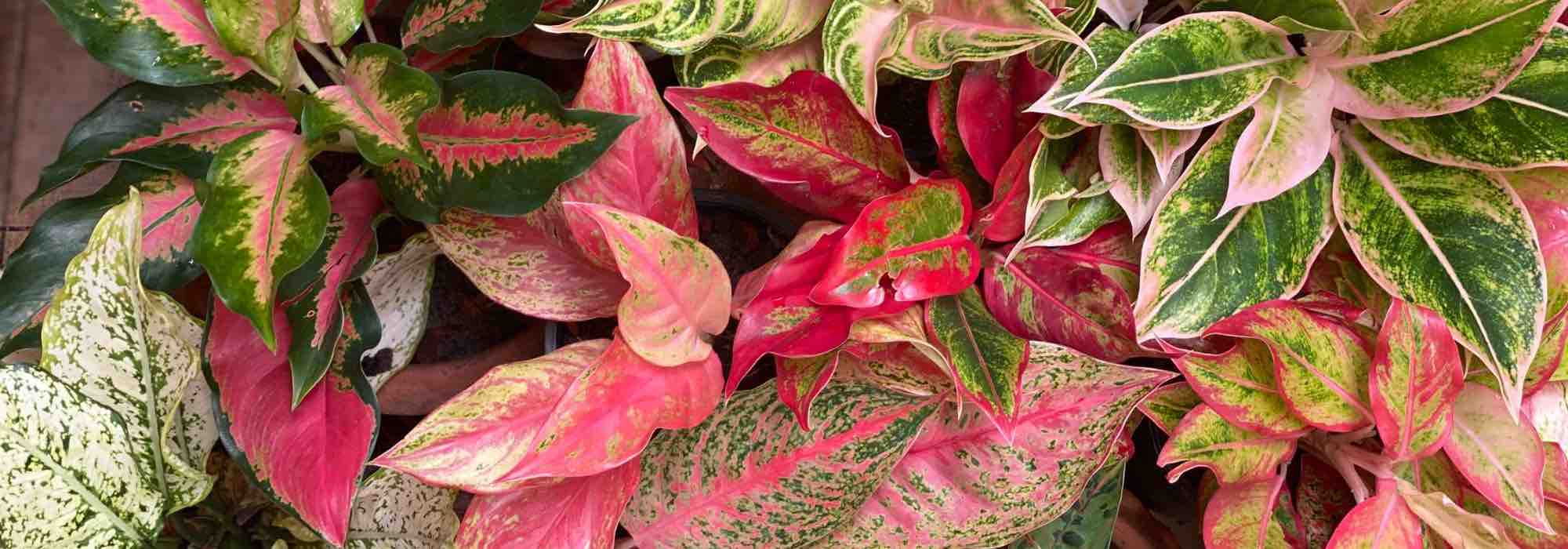Aglaonema: care through the seasons