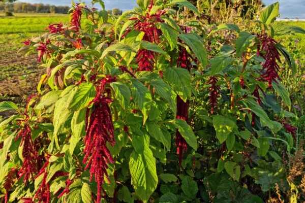 How to harvest and use amaranth in cooking?