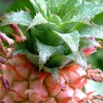 Indoor plant care: Pineapple through the seasons